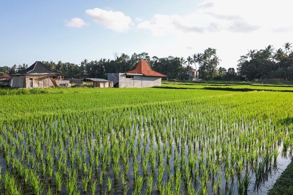 Gönen’de Pirinç Üretiminde Dijital Üretim Takibi: Tarladan Veriye Dönüşüm